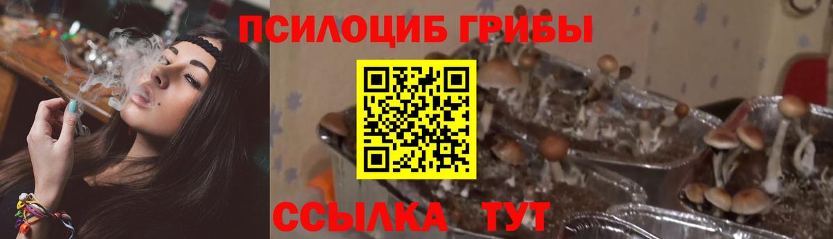 Псилоцибиновые грибы прущие грибы Ликино-Дулёво